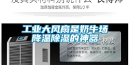 长征娱乐大风扇是奶牛场降温除湿的神器